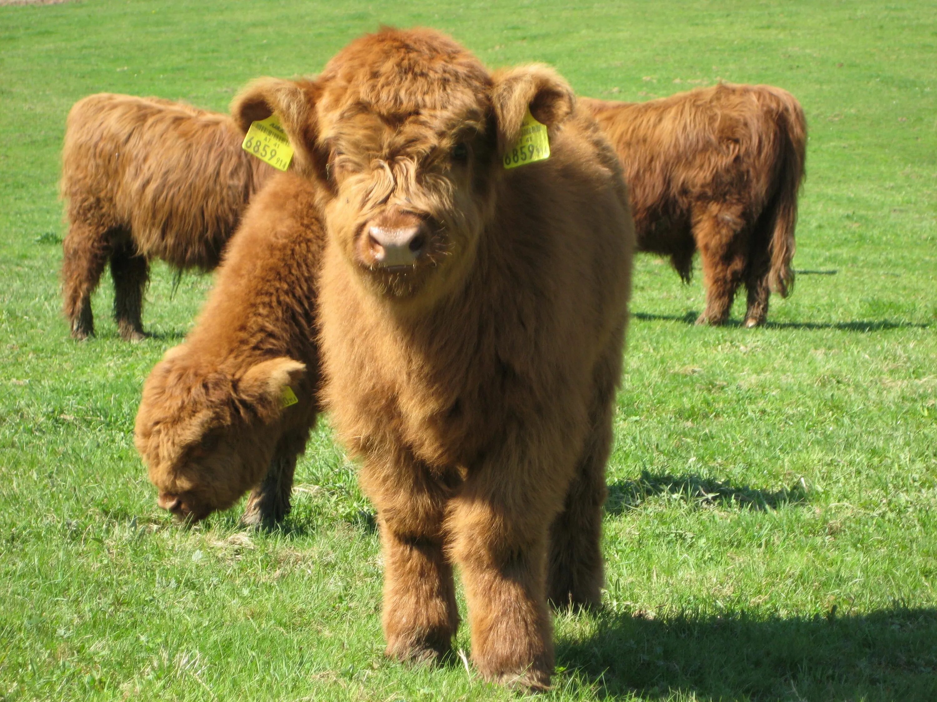 Корова хайленд (Highland Cattle). Шотландский высокогорный теленок. Highland Cow телята. Шотландская корова хайлендер.