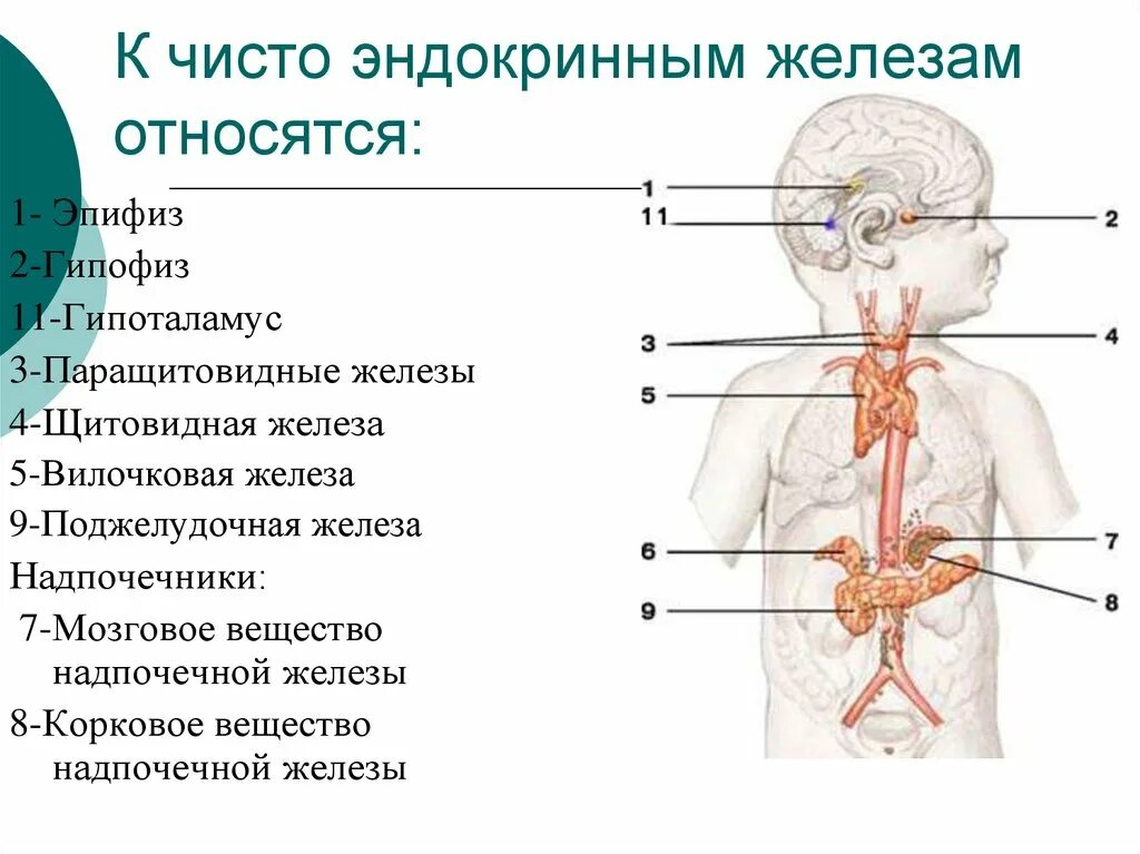 Гипофиз эндокринной. Эндокринные железы гипофиз эпифиз. Железы внутренней секреции относятся к системе какой. Функции эндокринная система железы внутренней секреции. Эндокринная система гипофиз эпифиз гипоталамус.