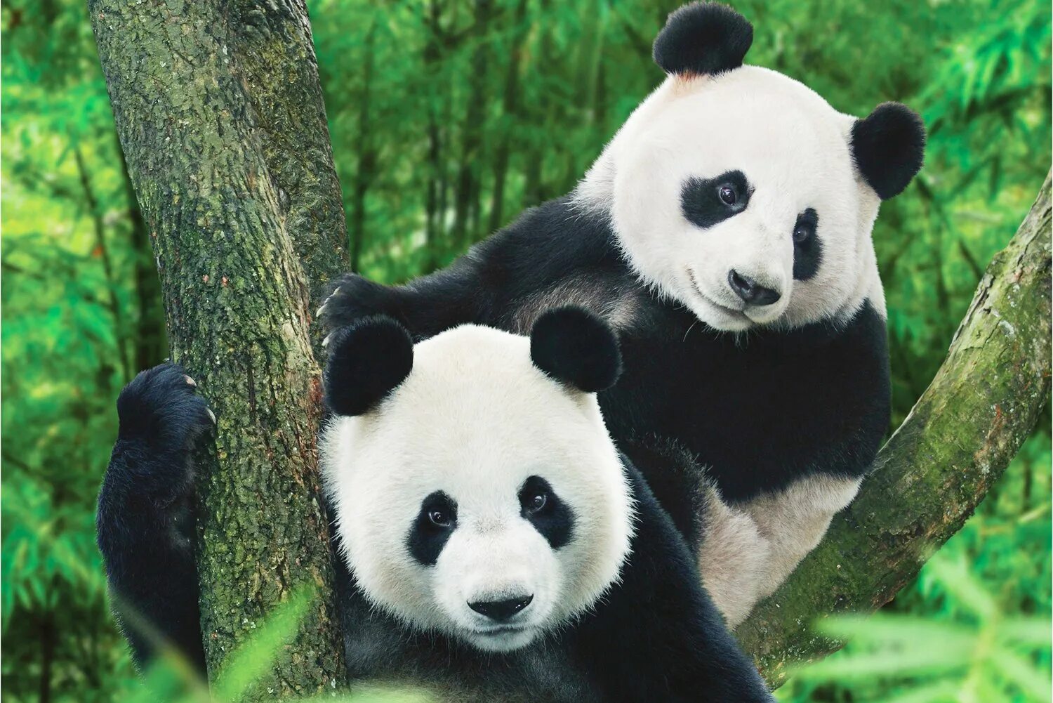 Olan bir. Животные Азии Панда. Медведь Панда. Большая Панда. Панда фото.