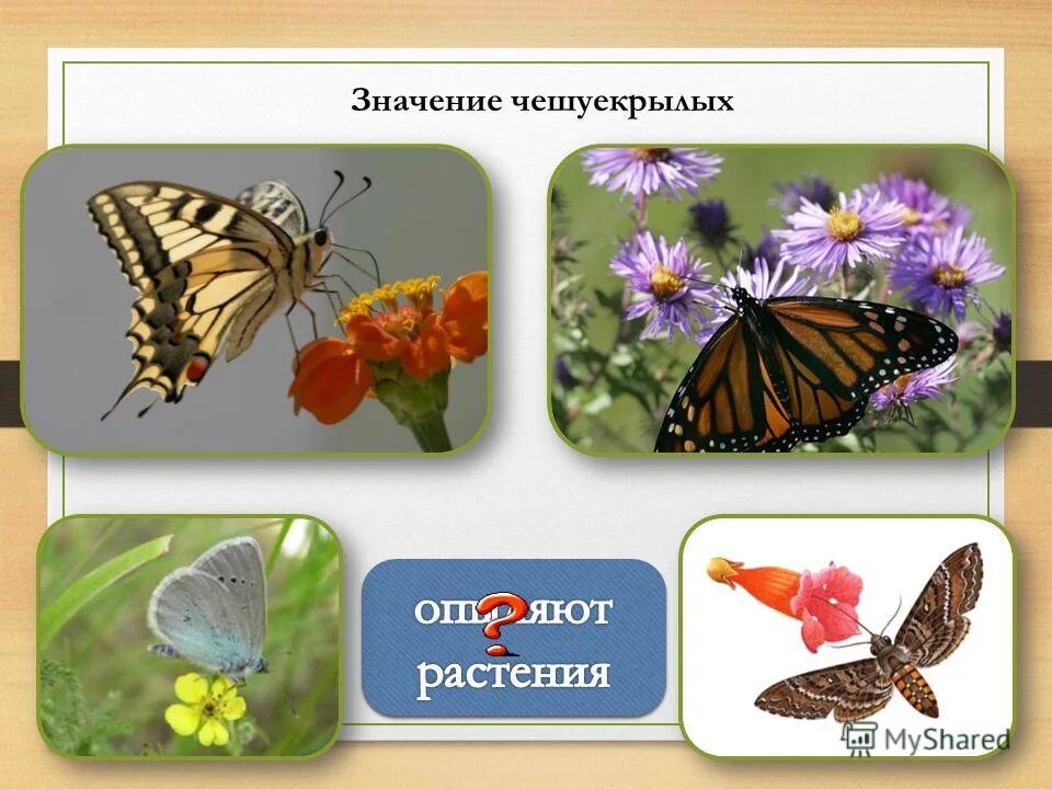 Чешуекрылые значение. Чешуекрылые особенности. Чешуекрылые значение. Отряд чешуекрылые или бабочки представители. Чешуекрылые значение.