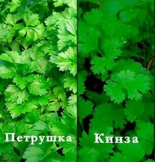 Кинза и петрушка как отличить