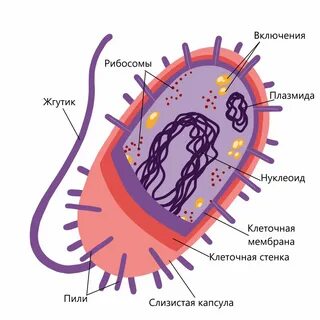 Прокариоты