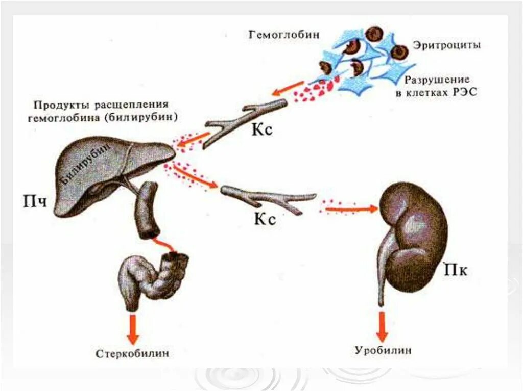 Схема разрушения гемоглобина. Разрушение эритроцитов в печени. Разрушение гемоглобина в печени. Распад эритроцитов билирубин.