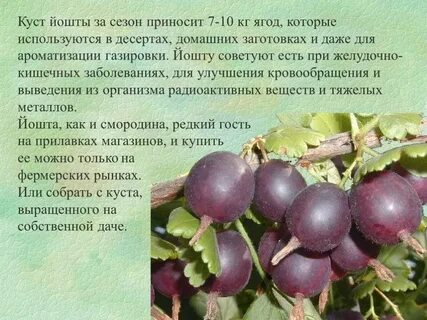 Чем полезна йошта