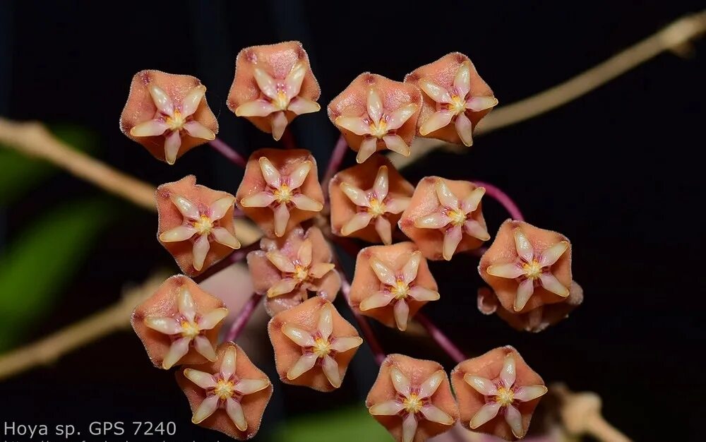 Хойя sp philippines. Sp. Хойя gps 7-35. Хойя isabelehanae gps 7-35. Хойя isabelehanae gps 7-35.