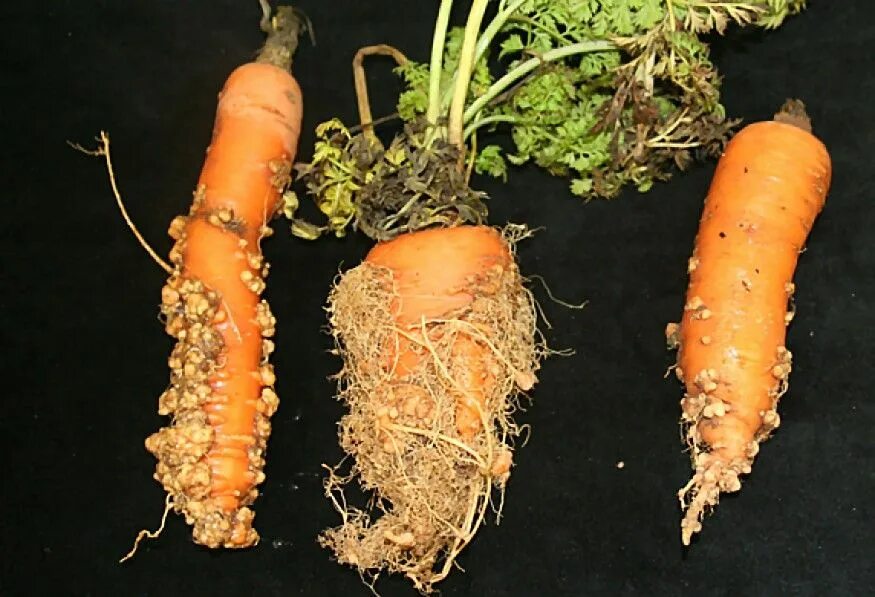 Личинки корень. Галловая нематода на моркови. Северная галловая нематода на моркови. Морковная Муха методы борьбы.