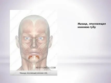 Мышцы опустились