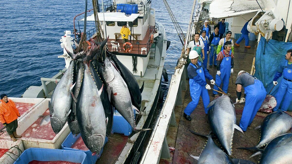 Запрет вылова великобритании. Тунец Bluefin. Tuna Bluefin промысел. Рыболовный промысел Курильские острова. Рыболовство в Японии.