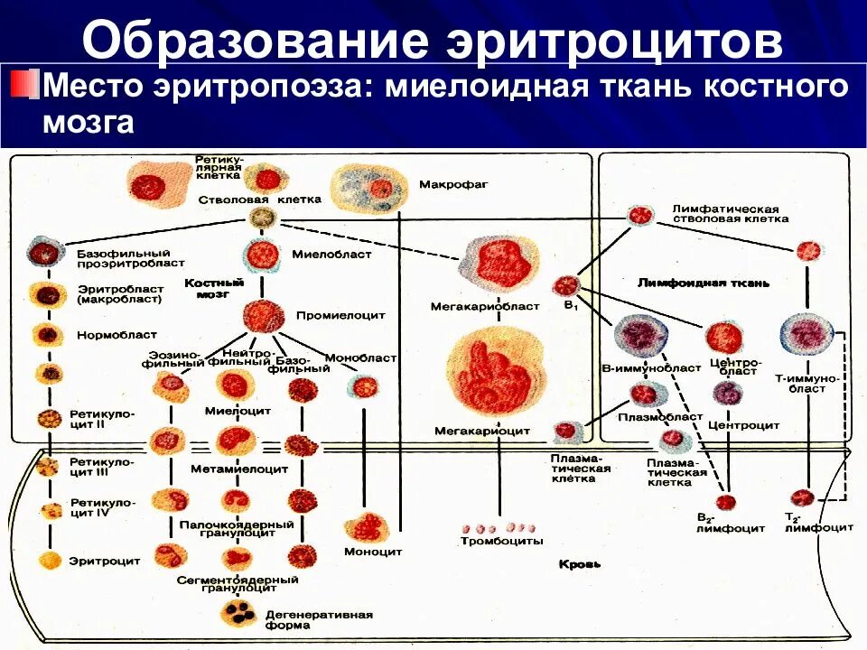 Зрелость клеток. Схема созревания кровяных клеток. Процесс образования эритроцитов схема. Процесс образования клетки эритроцитов. Процесс созревания эритроцитов.