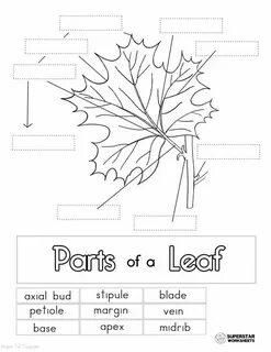 Leaves worksheets