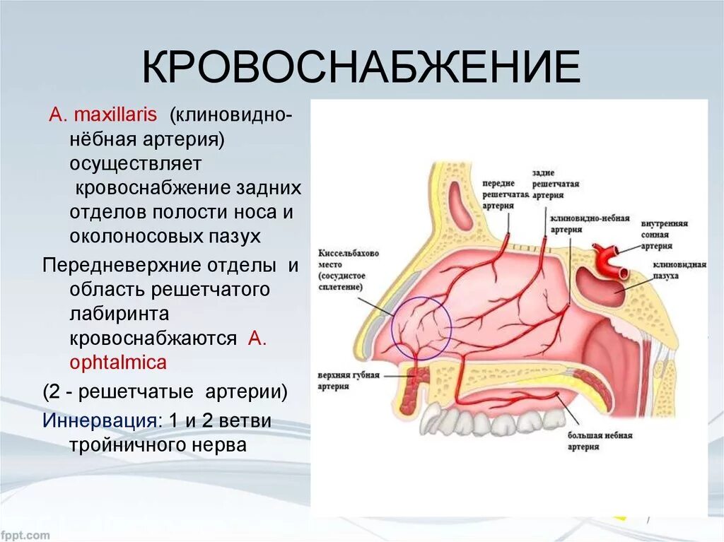 Носовая полость ротовая полость. Кровоснабжение органа обоняния. Кровоснабжение носовой полости анатомия. Кровоснабжение и иннервация полости рта. Кровоснабжение слизистой оболочки полости рта.