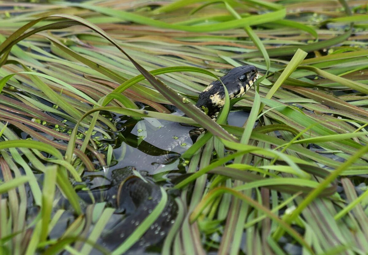 Змея гадюка маленькая черная. Болото со змеями. Гигантский уж. Потом уж 1. Змеи в болоте.