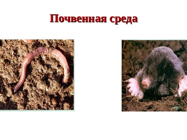Какая температура в почвенной среде обитания. Живые организмы в почвенной среде. организмы обитающие в почвенной среде. почвенная среда среды. почвенная среда обитания.
