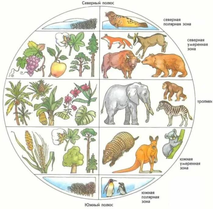 Животные и растения разных зон. Мир животных и растений. Растения разных климатических зон. Животные климатических зон.