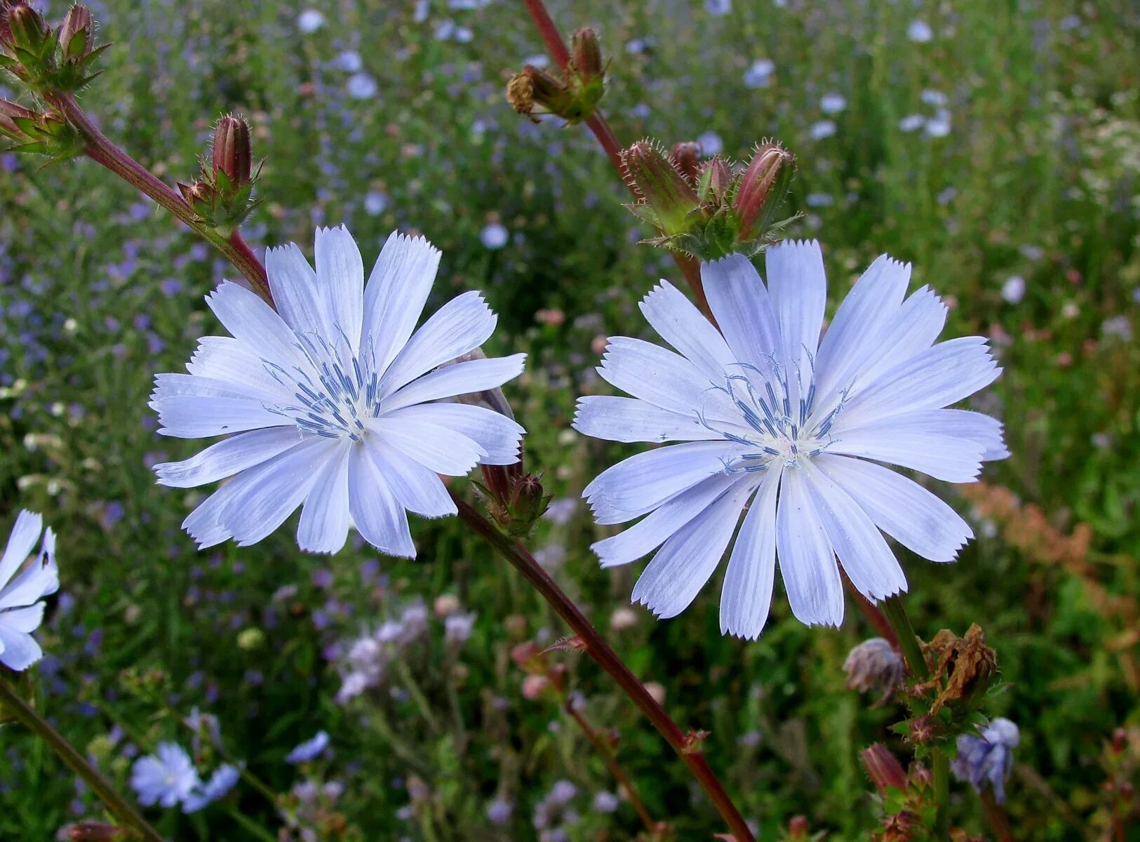 Цикорий обыкновенный — cichorium intybus l. Дикий цикорий (cichorium. Цикорий чироков. Цикорий как выглядит растение. Цикорий многолетнее.