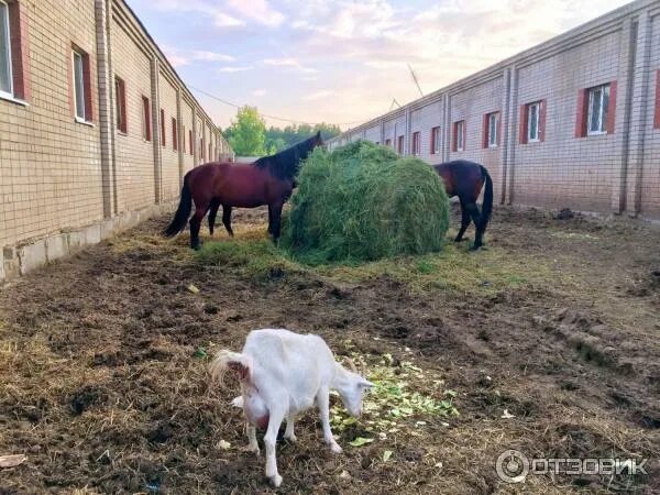 Конная школа набережные челны. Ксш тулпар набережные челны. тулпар лошади набережные челны. тулпар набережные челны конюшня. конно-спортивная школа набережные челны.
