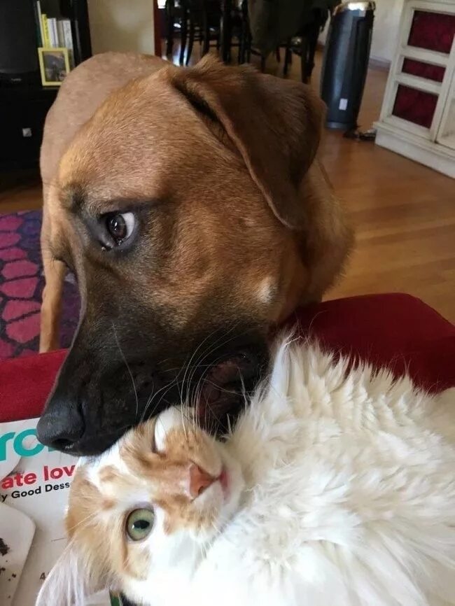Спасенный питбультерьер подружился с котенком Kitten adoption, Pitbulls, Getting