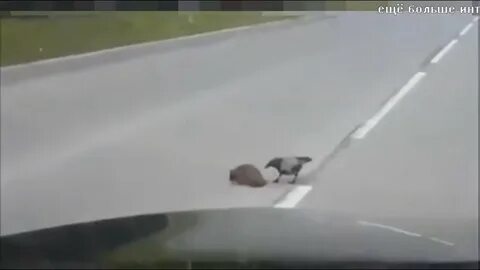 Ворона перешла дорогу