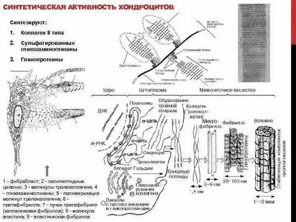 Синтез коллагена фибробластами