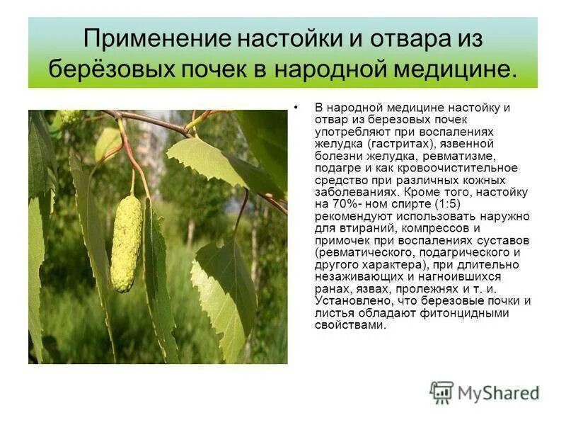 Березовые почки рецепты