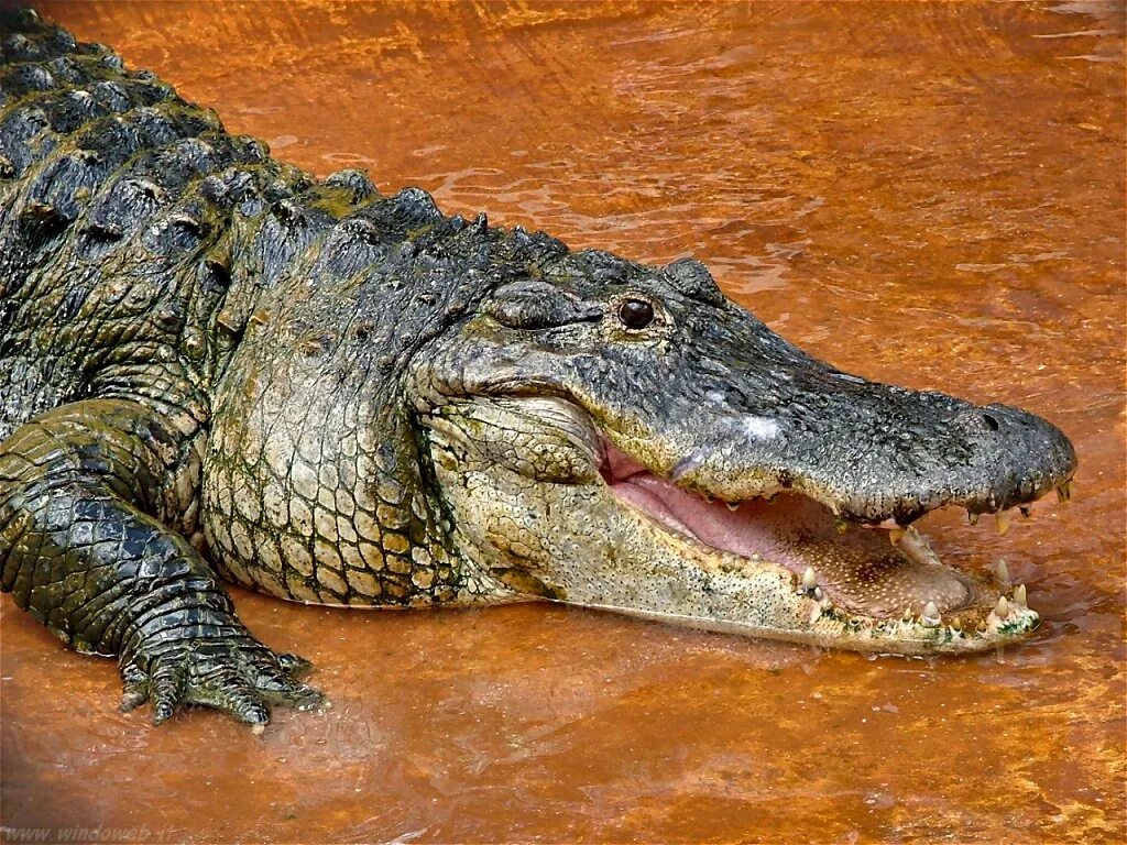 крокодил саркозух. нгума монене. первые крокодилы. крокодил класс. кайман пурусзавр.