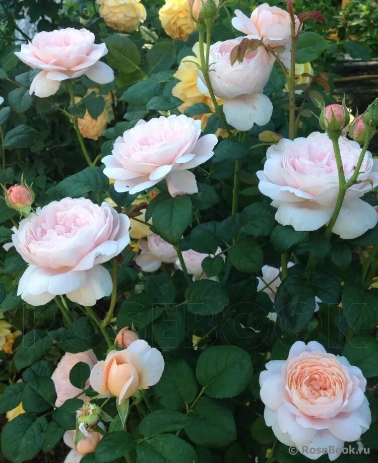 Queen of sweden. Розы остина куин оф свиден. Роза квин оф шведен. Роза квин оф шведен. Розы остина куин оф свиден.