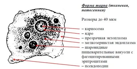 Органоиды дизентерийной амебы