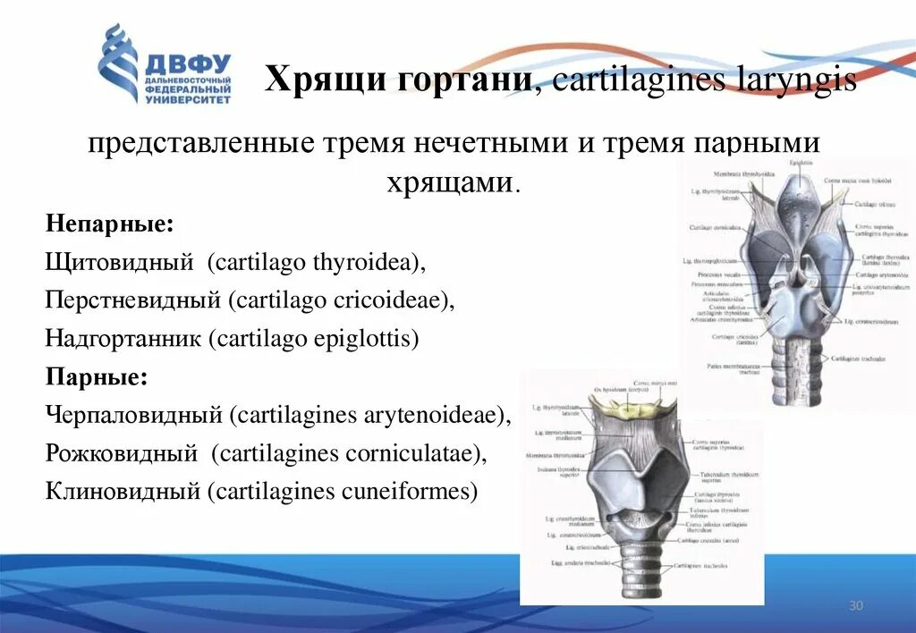 3 хряща гортани. Надгортанник и щитовидный хрящ. Черпаловидный хрящ гортани анатомия. Парные хрящи гортани латынь. Строение гортани клиновидный хрящ.