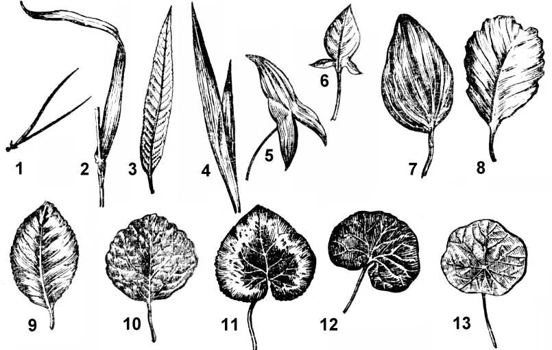 Линейная форма листьев. Яйцевидно-ланцетные листья. Ланцетная форма листа. Форма листовой пластины.