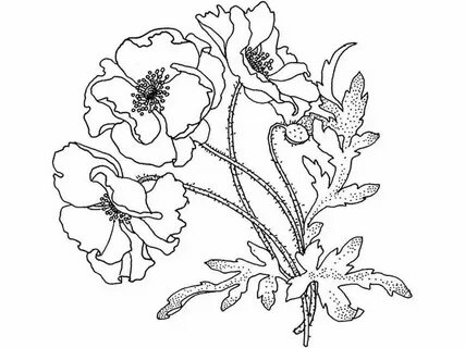 Poppy 3 раскраска