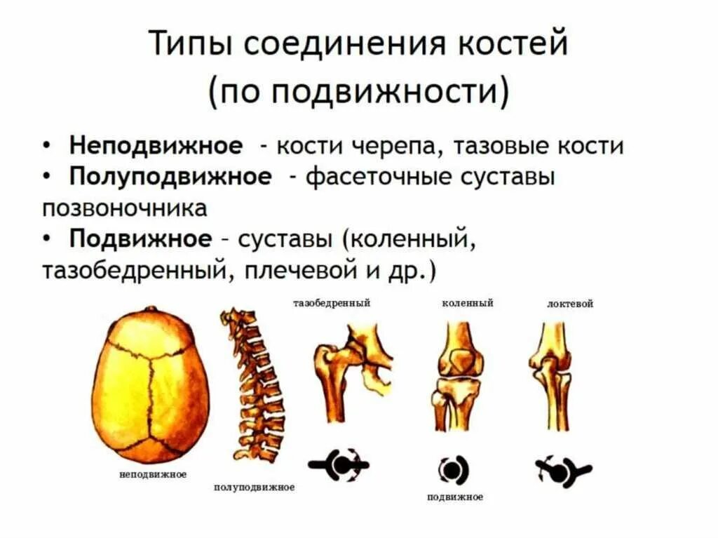 Способы соединения кости. Подвижное неподвижное полуподвижное соединение костей таблица. Типы соединения трубчатых костей. Типы соединения костей с примерами. Типы соединения костей человека.