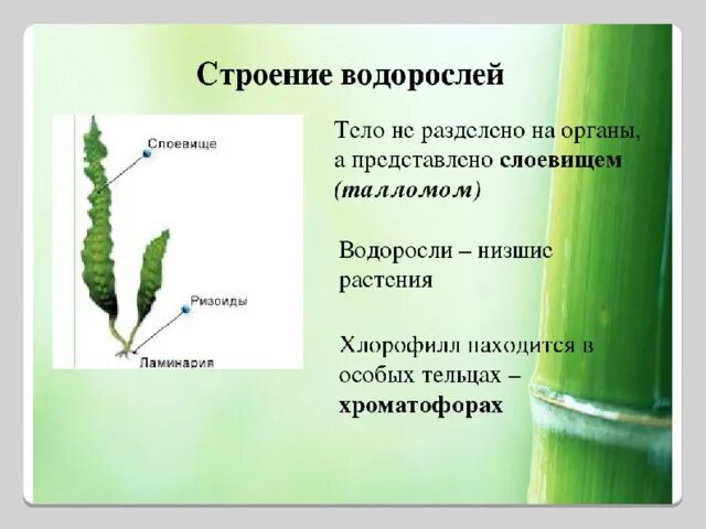 Для ламинарии характерно. Строение таллома ламинарии. Строение слоевища водорослей. Строение тела многоклеточных водорослей. Строение водорослей 6 класс.