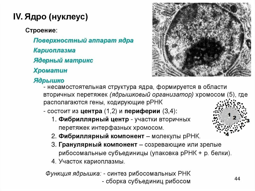 Состав строение и функции ядрышка. Кариоплазма и ядерный Матрикс. Поверхностный аппарат ядра клетки: строение, функции. Строение и функции ядра, хроматина, ядрышка.. Строение ядра типы ядер