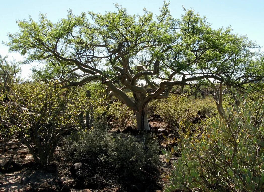 дерево в африке баобаб. Bursera microphylla. дерево марула в африке. пахикормус разноцветный или слоновье дерево. дерево сафари.