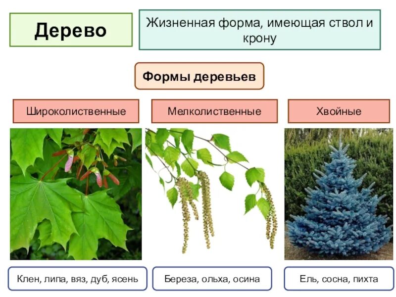 Выберите примеры кустарников. Жизненные формы растений деревья. Жизненные формы деревьев и кустарников. Жизненная форма кустарник. Древесные жизненные формы.