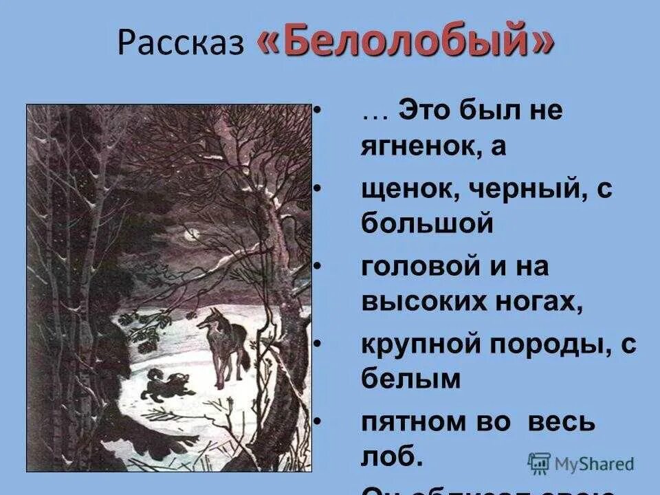 П. План рассказа белолобый. План белолобый чехов 3 класс. Чехов рассказ белолобый план. Белолобый чехов.