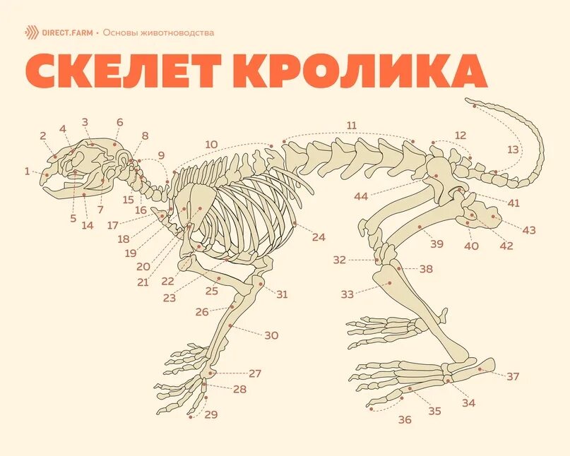 Особенности скелета кролика. Скелет кролика. Строение скелета кролика. Анатомия кролика скелет. Скелет кролика с подписями.