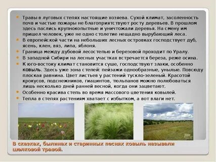 Степи доклад 4 класс окружающий мир