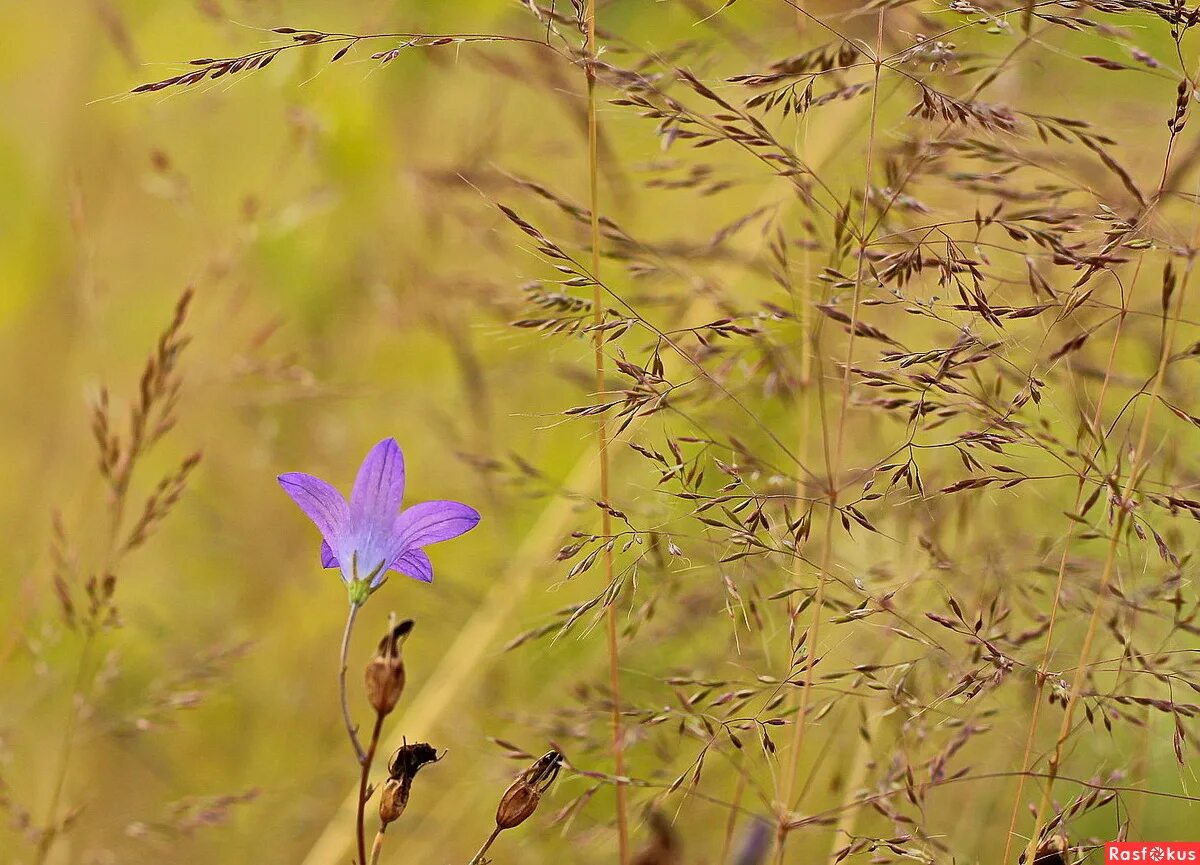 последние цветы текст. 7artisans 10mm примеры фото. песня последние цветы. песни про цветы. 7artisans 25mm f1.