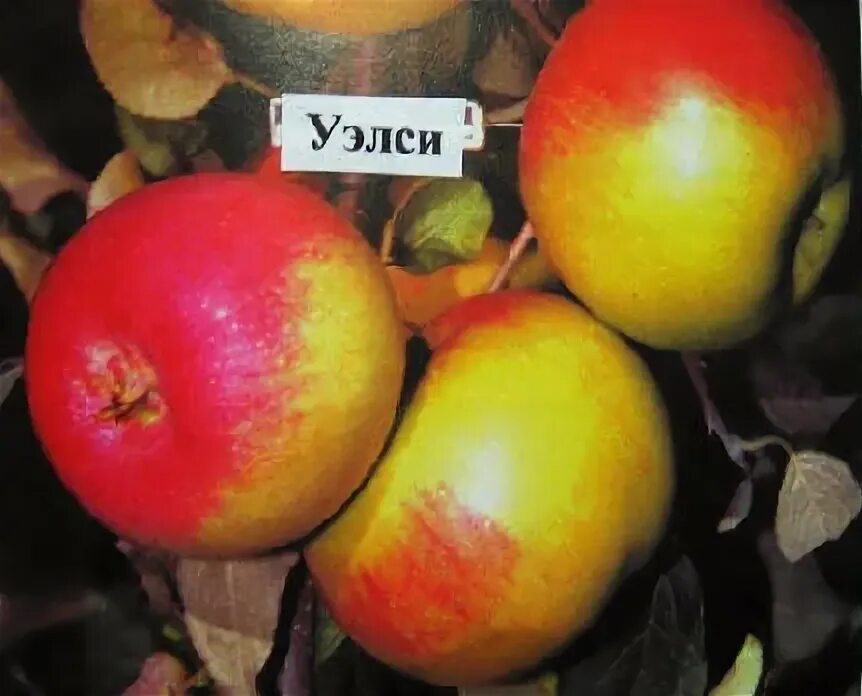 Сорта яблок уэлси фото. Сорт яблони уэлси. Сорта яблок уэлси фото. Сорт уэлси. Сорта яблок уэлси фото.