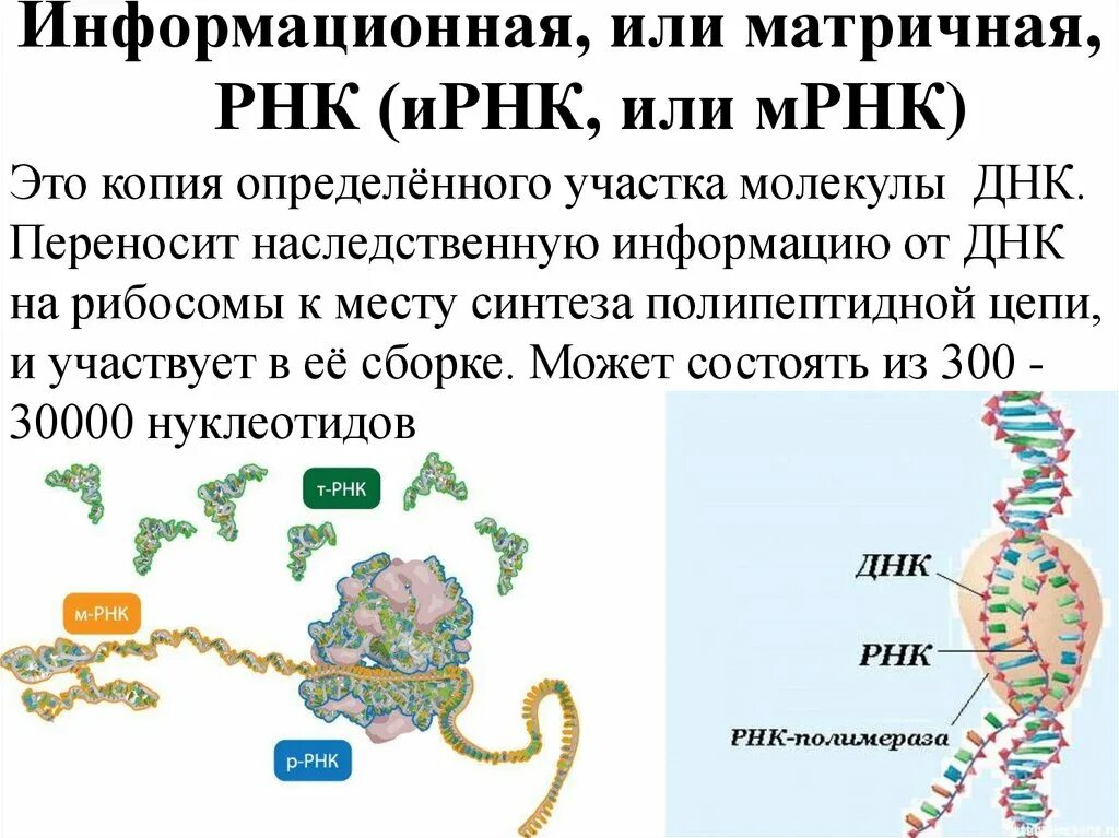 Сколько нуклеотидов содержит м рнк. ДНК матричная ДНК ИРНК. Информационная РНК. Молекулы информационной РНК. Hyr.