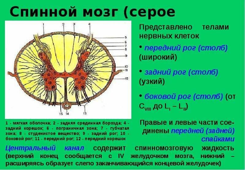 Пограничная зона белого вещества спинного мозга. Студенистое вещество заднего рога спинного мозга. Губчатая зона серого вещества спинного мозга. Строение серого вещества спинного мозга анатомия.