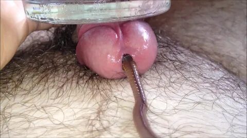 Worms In Dick Porn.