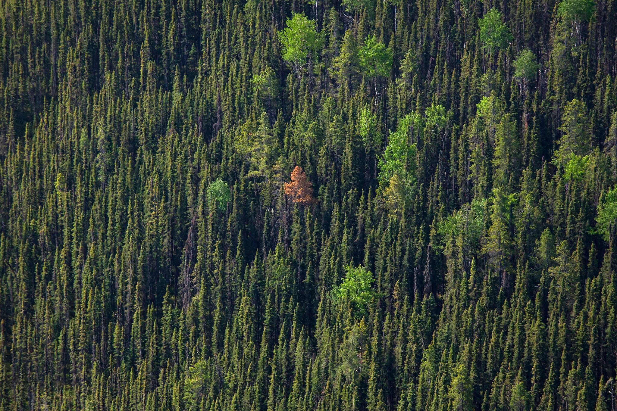 В каких странах есть леса. Вырубание лесов в Канаде. Лесные массивы Канады. Реликтовая Тайга Канада. Лес вид сверху.