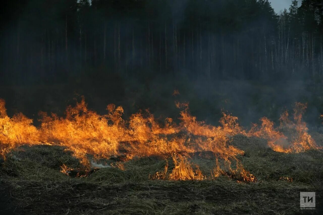 Сжигание травы татар информ. Пожар в лесу. Природные пожары. Лес в огне.