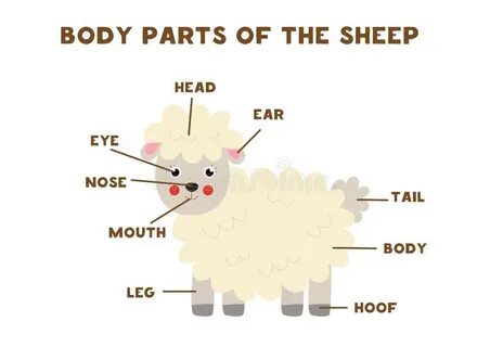 Транскрипция слова sheep