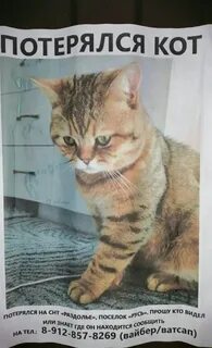 Потерялся кот