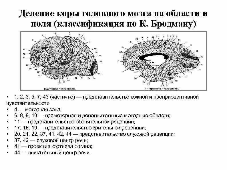 Свойство коры головного мозга. Поля головного мозга по Бродману. Поля коры головного мозга по Бродману. Поля головного мозга по Бродману и их функции. Деление на корковые поля.