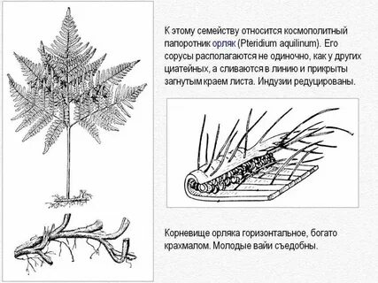 Какая функция у листьев папоротника