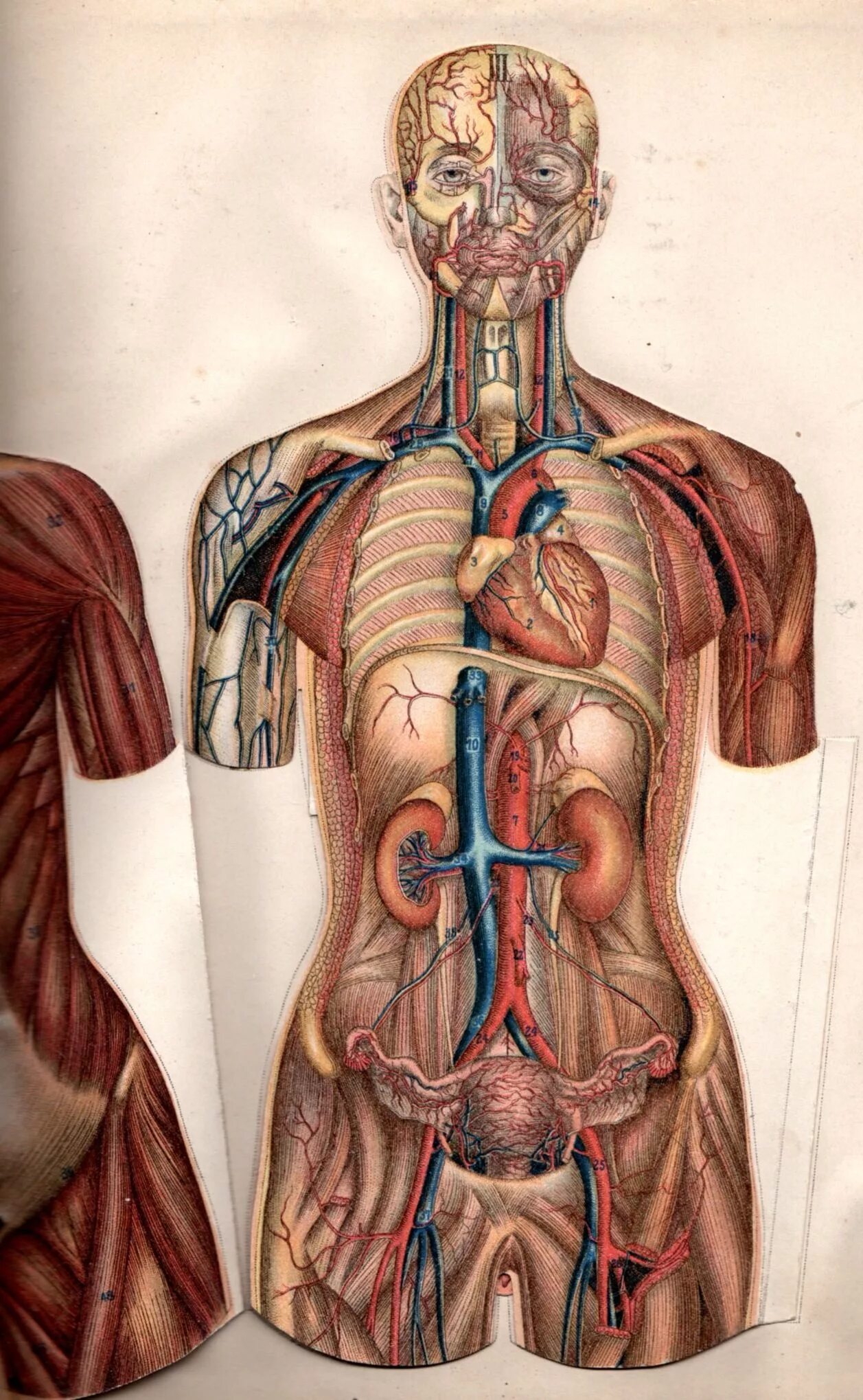 Human org. Анатомия человека. Тело человека анатомия. Анатомия тела человека внутренние. Анатомия женского тела.